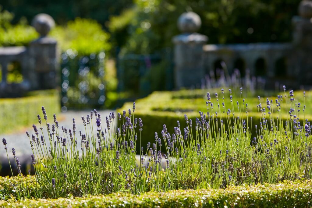View Of Gardens With Lavender