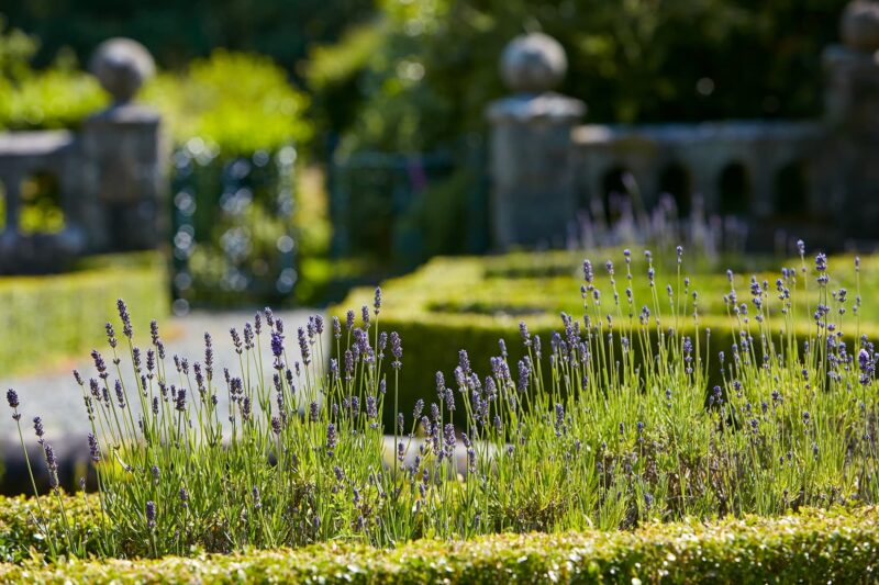 View Of Gardens With Lavender