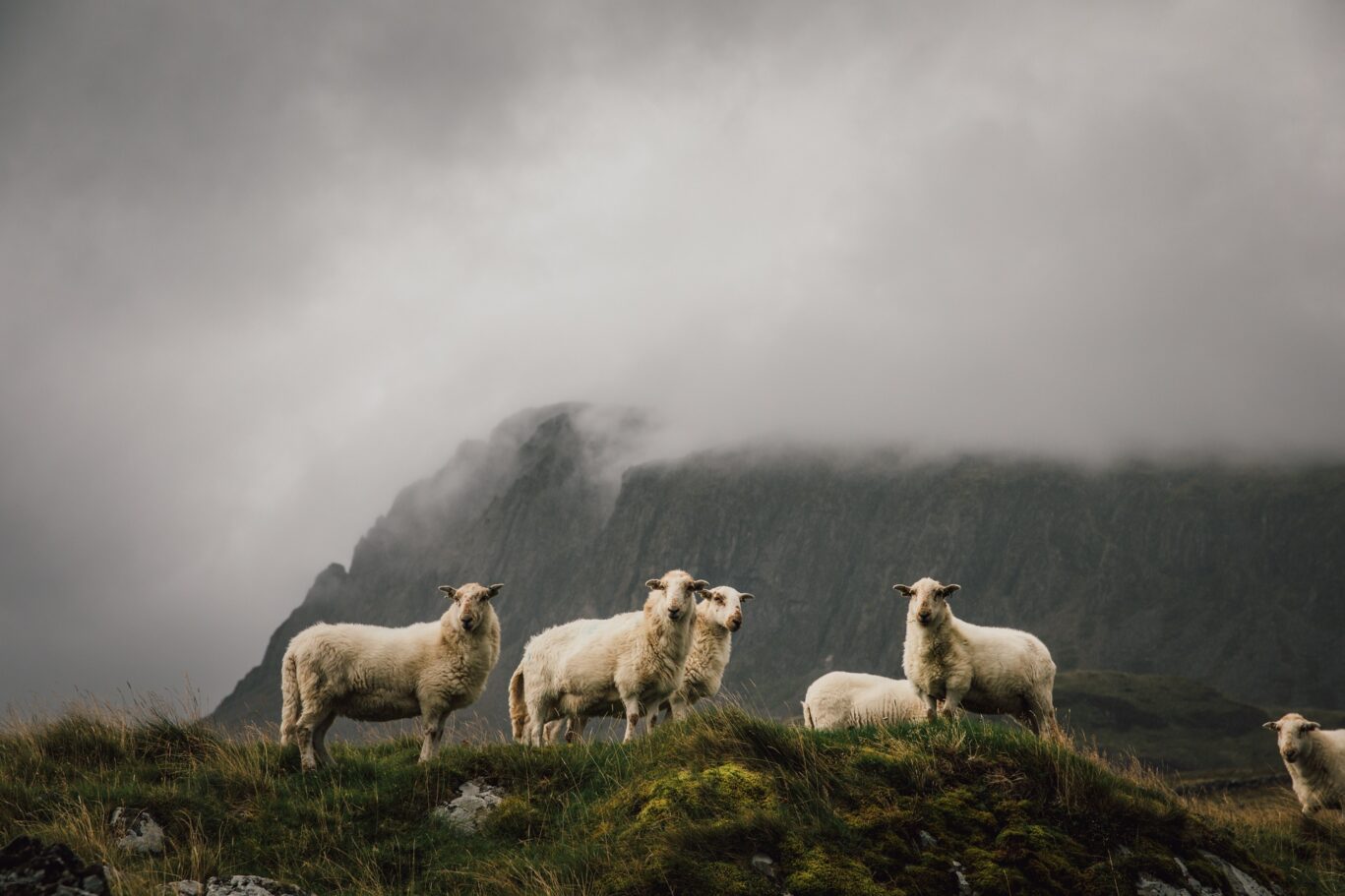 Cadair Idris (23)