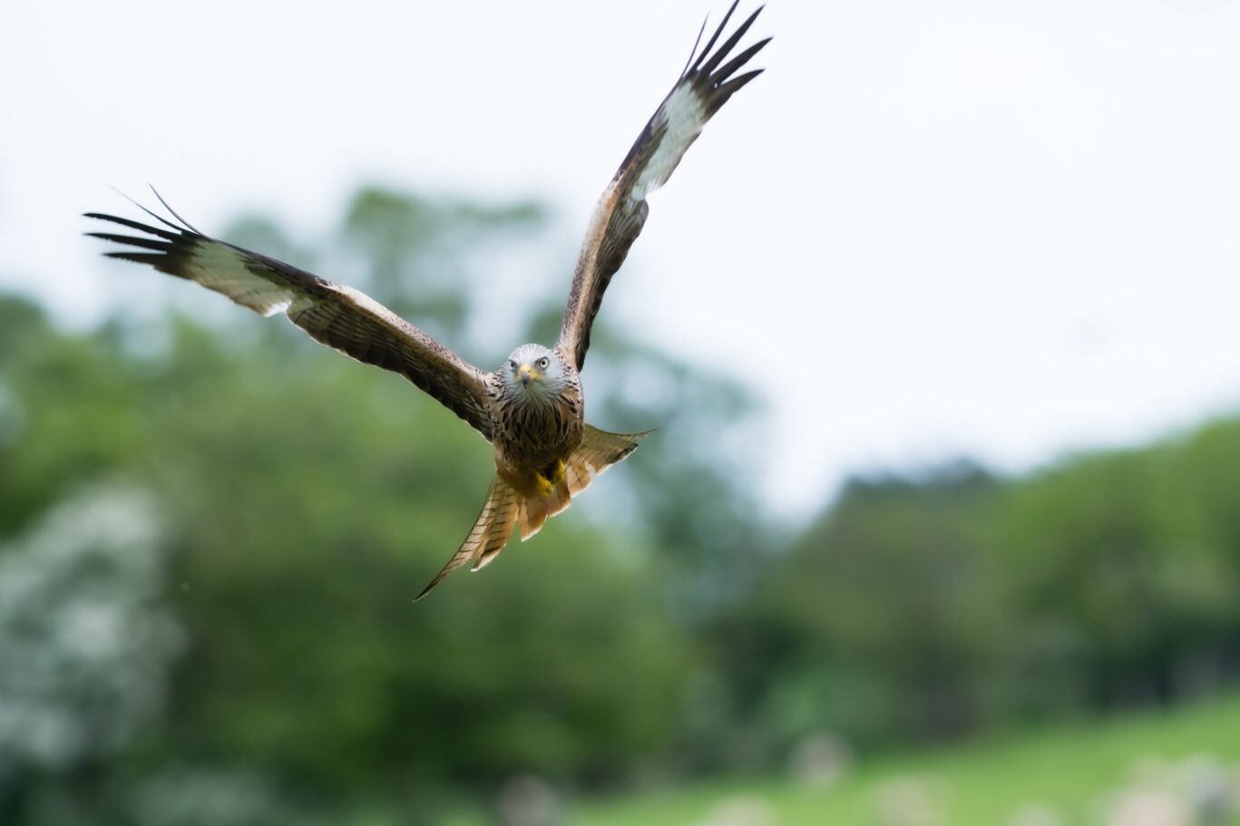 The Red Kite Centre Mid Wales