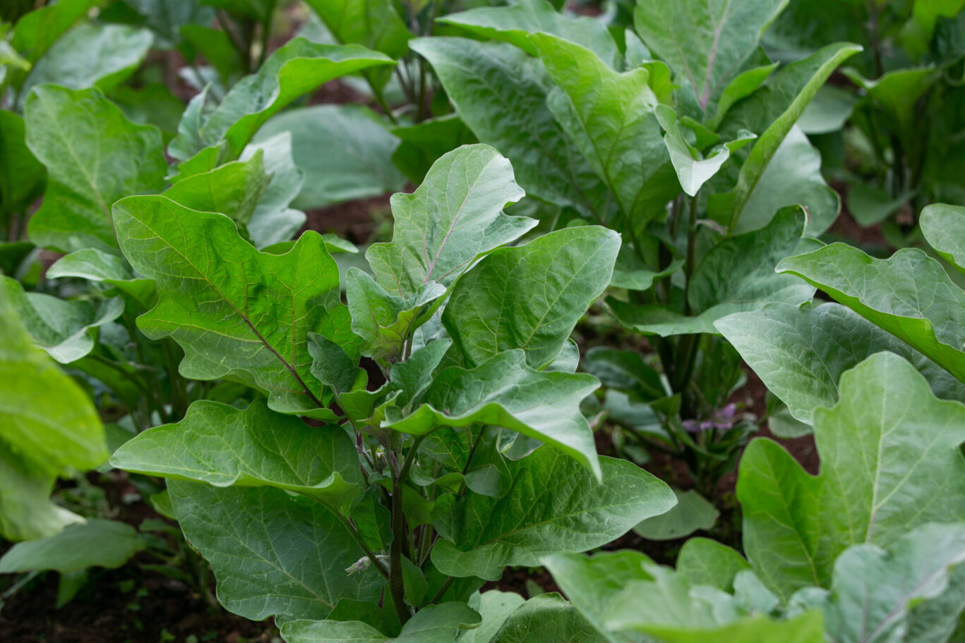 Vegetables In The Kitchen Garden